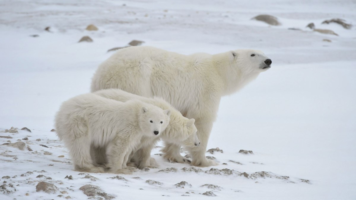 Saznajte zanimljivosti o polarnom medvjedu