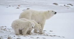 Saznajte zanimljivosti o polarnom medvjedu