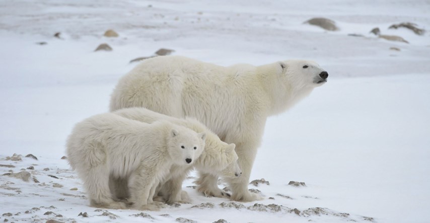 Saznajte zanimljivosti o polarnom medvjedu