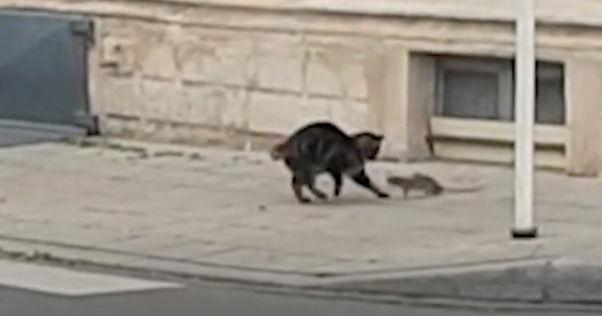 Mačka ganjala štakora, a ono što se u nastavku dogodilo nitko nije očekivao