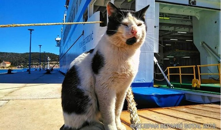 Traži se mačak, legenda Visa: "Često se popne na trajekt, sad je pogriješio"