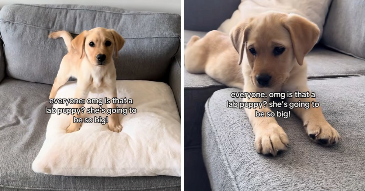 Labradorica koja nije narasla postala je TikTok zvijezda