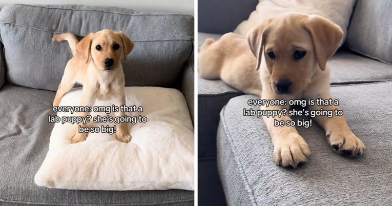Labradorica koja nije narasla postala je TikTok zvijezda