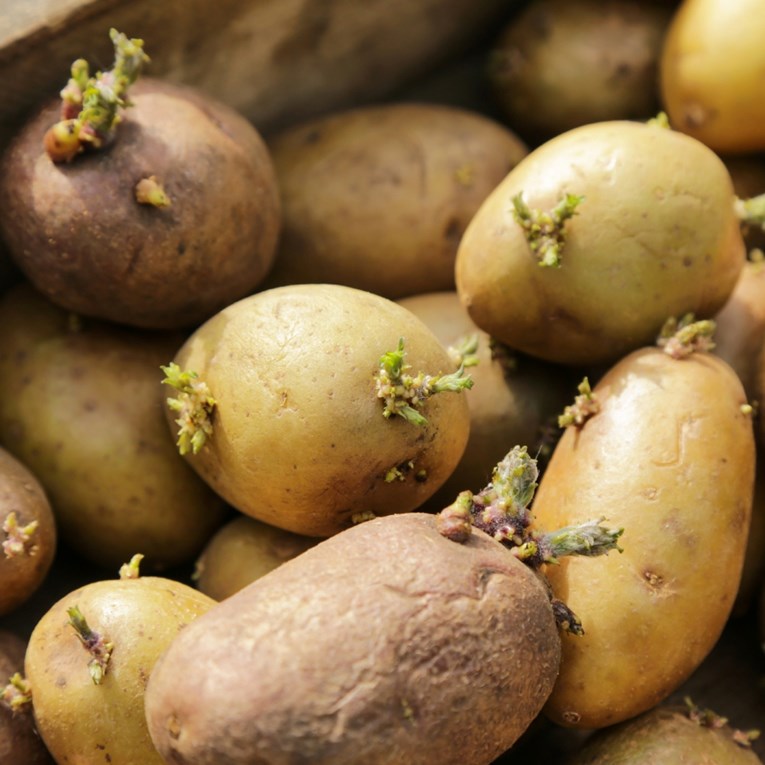 Na krumpiru su se pojavile klice? Evo što trebate učiniti kako bi i dalje bio jestiv