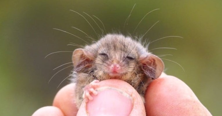Ovo su najslađe fotke malih životinja koje odmaraju u ljudskim rukama