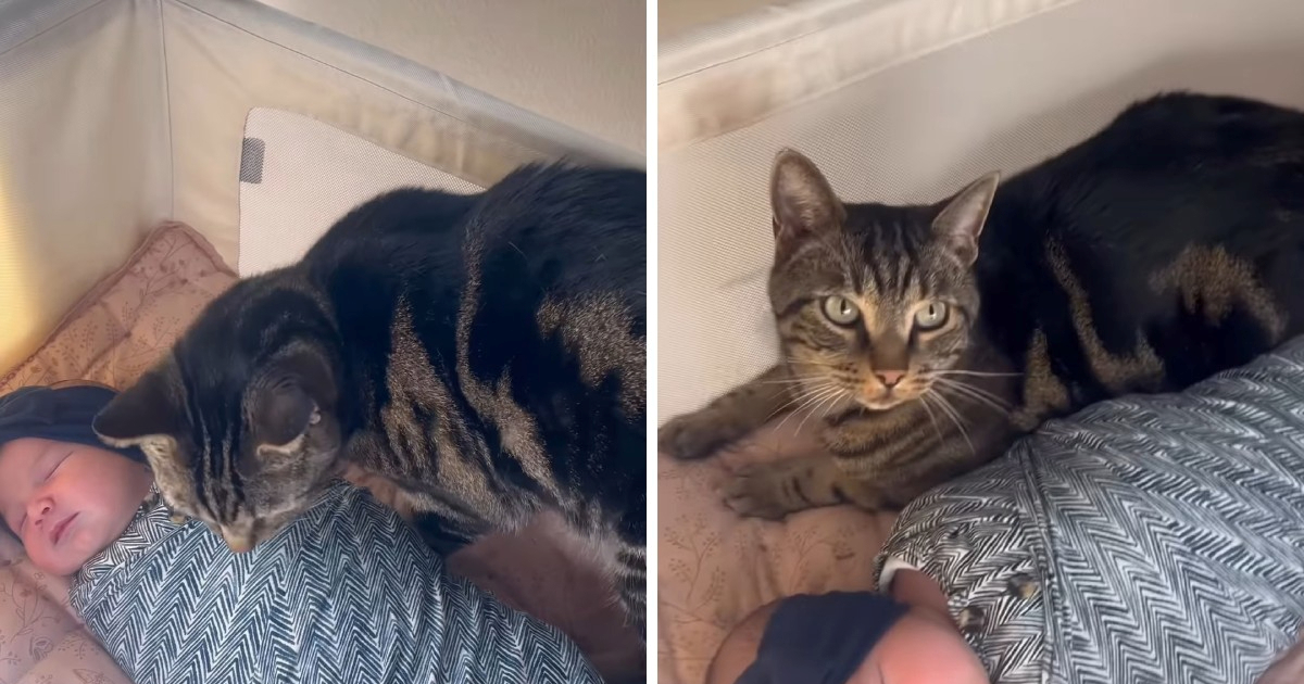 Roditelji donijeli kući novorođenče, reakcija njihovog mačka topi srca