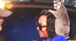 Novinarki skočio lemur na rame, ali nije očekivala ono što se zatim dogodilo