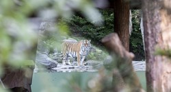Sibirska tigrica ubila čuvaricu u zoološkom vrtu u Zürichu
