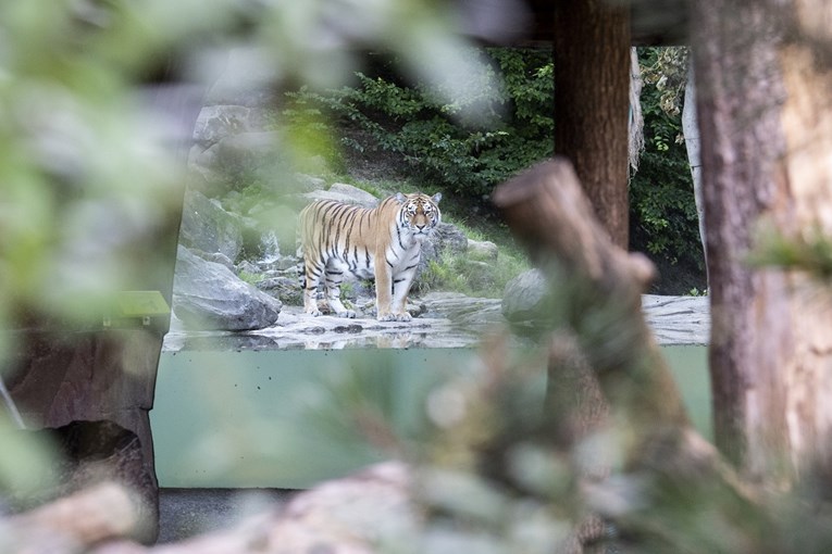 Sibirska tigrica ubila čuvaricu u zoološkom vrtu u Zürichu