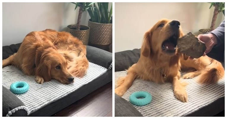 Zlatni retriver iz šetnje nosi neočekivanu stvar i onda se s njom ušuška u krevetiću