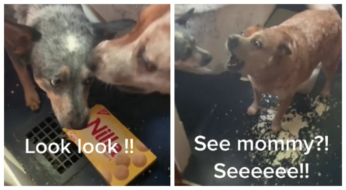 Netko je sinkronizirao psa dok cinka drugog psa za pojedenu hranu. Video je urnebesan