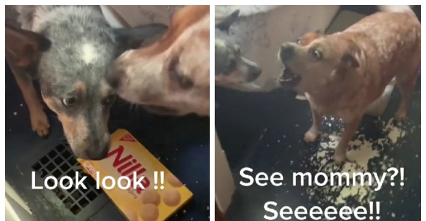 Netko je sinkronizirao psa dok cinka drugog psa za pojedenu hranu. Video je urnebesan