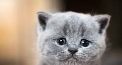 Mačke mogu osjećati strah zbog odvajanja od vas. Evo što trebate znati