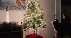 Pas misli da božićno drvce razgovara s njim, video je hit
