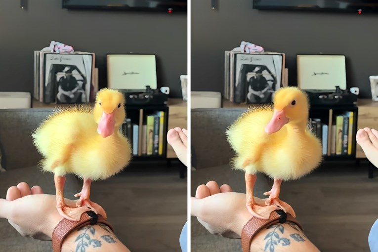 Par udomio usamljenu patkicu, pogledajte kako je umiljata 🥰