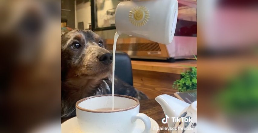 Žena otvorila kafić za pse, ali nitko se nije pojavio. TikTok video sve je promijenio
