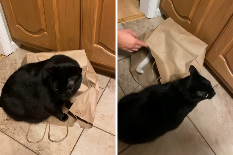 Internet je opsjednut načinom na koji se mačak osvetio nestašnom bratu