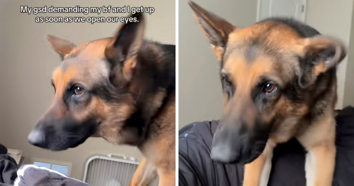 Njemački ovčar ne dopušta vlasnicima da leže u krevetu nakon buđenja