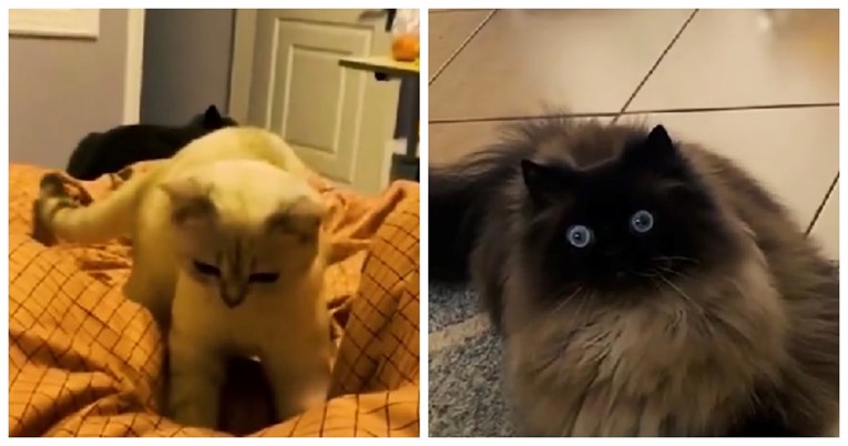 VIDEO 116 milijuna pregleda: Pogledajte kako izgleda kad mačke polude