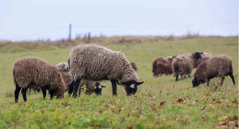 Ministarstvo uvodi mjere zbog dvije jako zarazne bolesti stoke