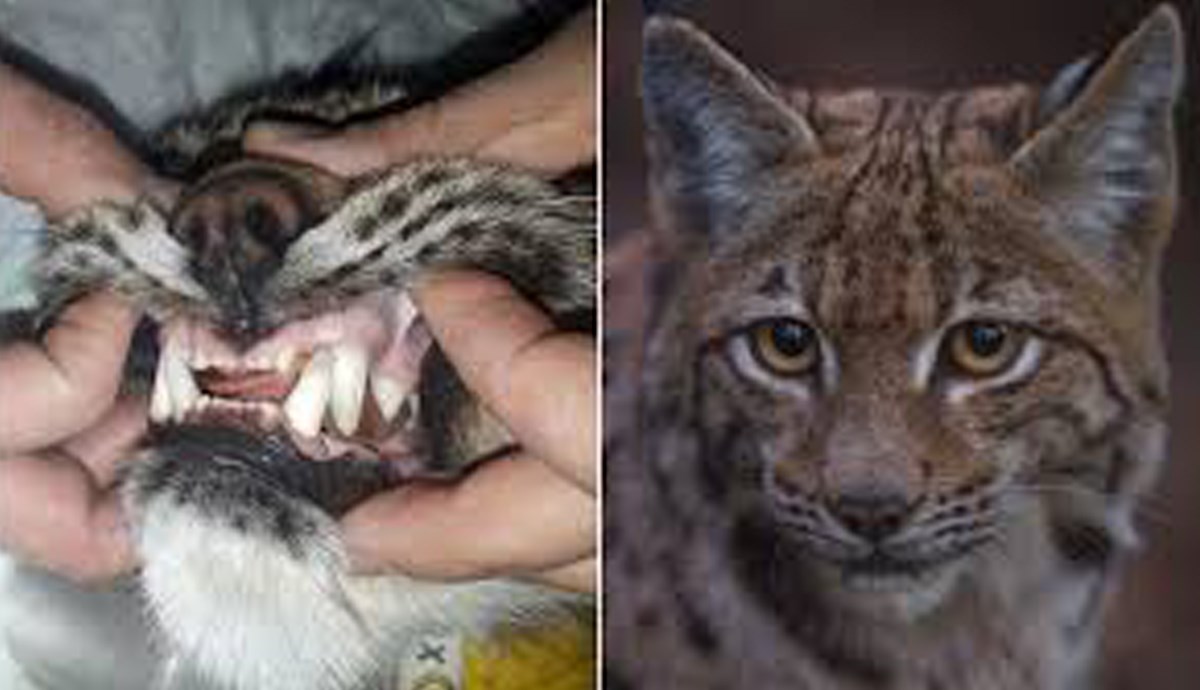 Prvi put u Hrvatskoj risu popravljeni zubi