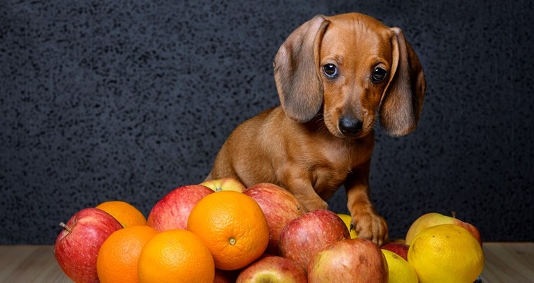 Ovo voće i povrće psi jednostavno obožavaju