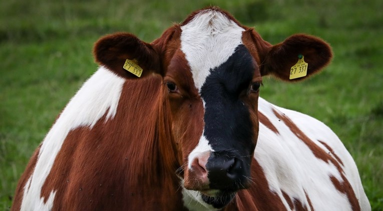 Crnogorka kupila kravu kriptovalutom, nije iznenađenje kako ju je nazvala