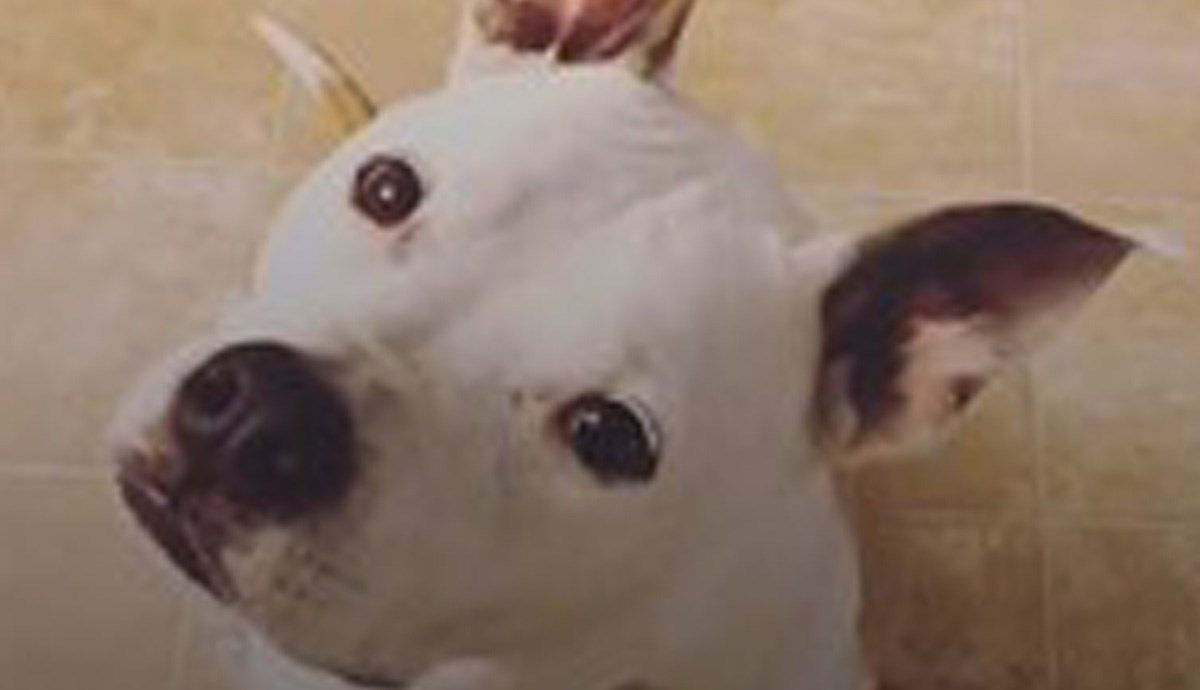 Kada je šetala ulicom sa svojim pit bulom, ljudi su se micali od nje