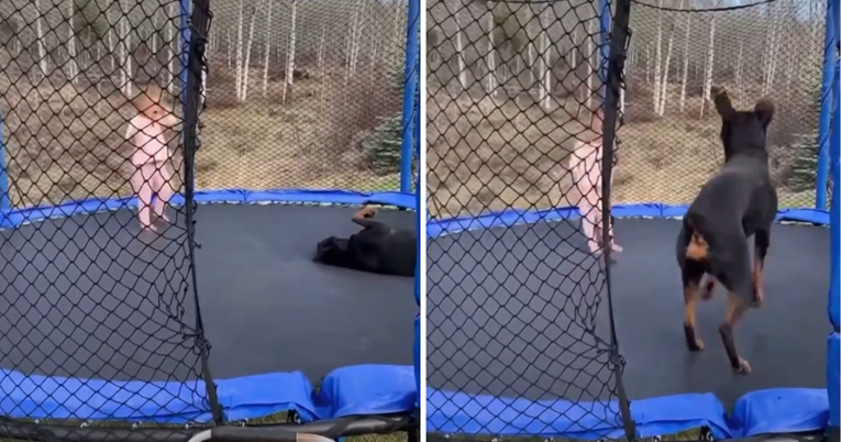 Pas se maloj prijateljici pridružio na trampolinu, ne zna se tko je sretniji