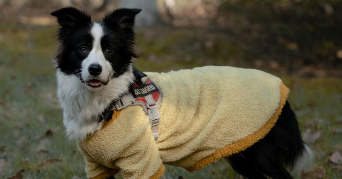 Trebaju li psi nositi jakne kada padnu temperature?