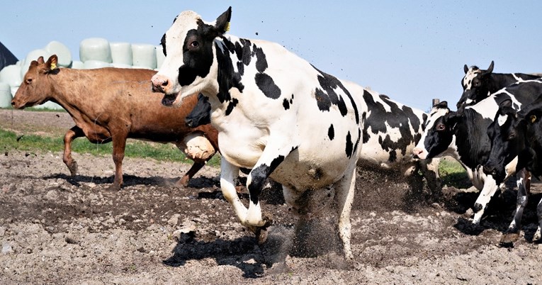 Slavna kantautorica spasila kravu koja je pronađena nakon bijega iz klaonice