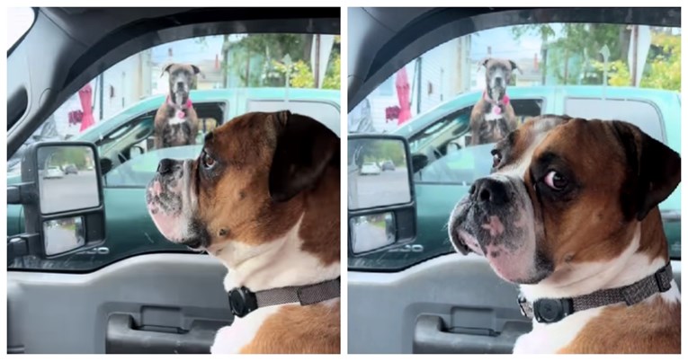 8 milijuna pregleda: Bokser ignorirao psa u susjednom autu, snimka je hit