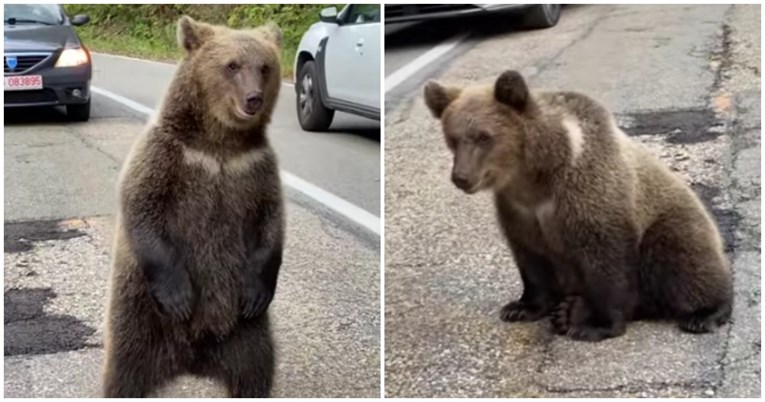 VIDEO Medvjedi se odmarali na cesti u Rumunjskoj i zakrčili promet