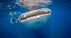 Znanstvenici otkrili da najveći morski pas na svijetu zapravo nije mesožder