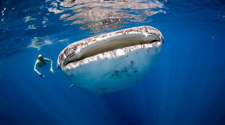 Znanstvenici otkrili da najveći morski pas na svijetu zapravo nije mesožder
