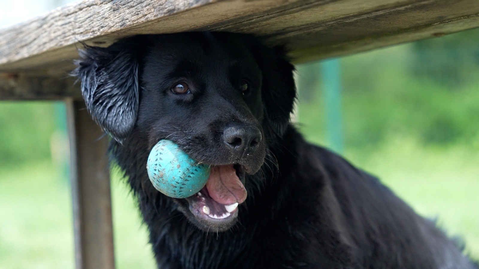 VIDEO Ima li sličnosti između pasa i njihovih vlasnika: "Zovemo ga faca s placa"