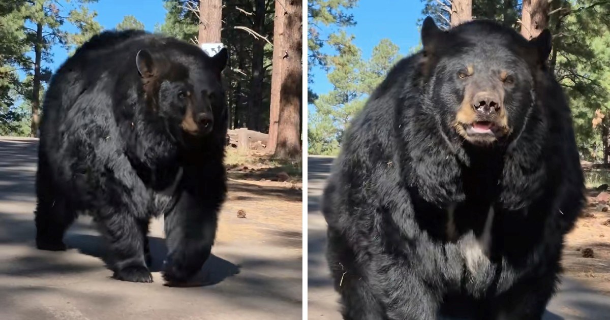 Upoznajte Cisca: Medvjeda koji je toliko velik da ljudi misle da je AI