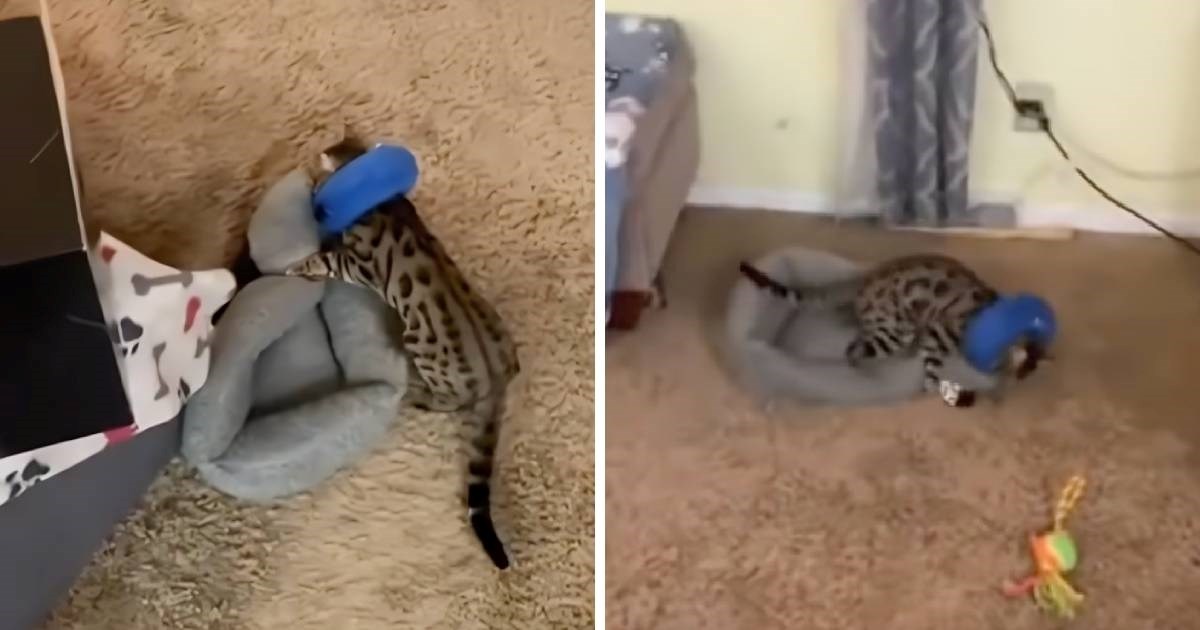 Mačka se probudila nakon operacije pa odmah krenula u preuređenje doma
