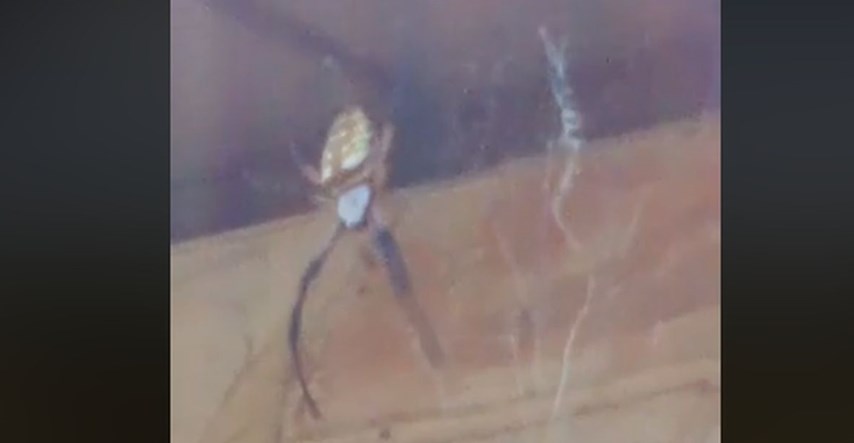 Snimala divovskog pauka u dvorištu, zgrozila se kad je vidjela što je ulovio