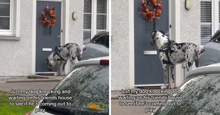 Video psa koji "kuca" na susjedova vrata jer želi vidjeti prijatelja topi srca