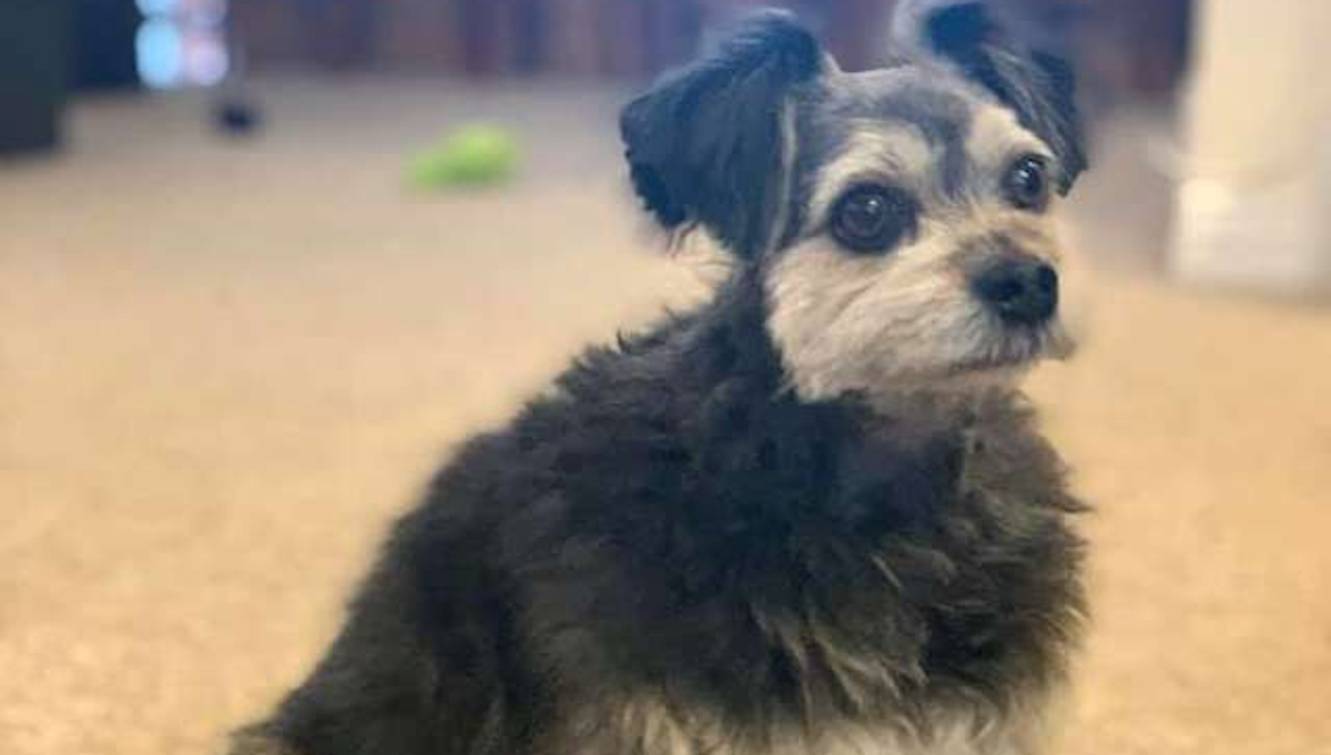 Ljude je zbunila i nasmijala fotka posve normalnog psa, saznajte zašto