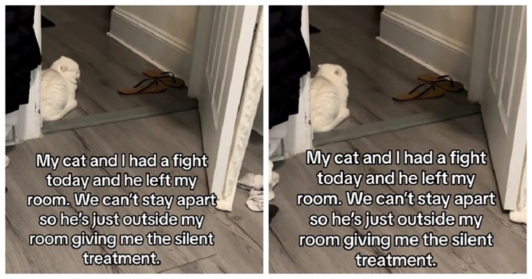 VIDEO Vlasnica pokušala odrezati kandže mačku, njegova reakcija je sve