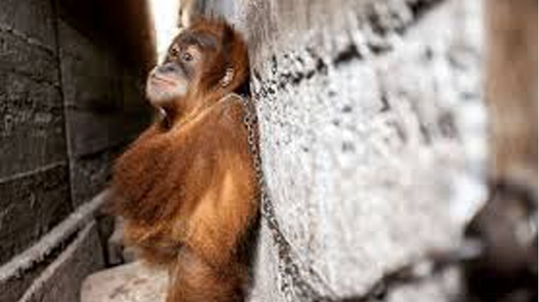 Netko je ovog malog orangutana godinu dana držao na lancima iza kuće