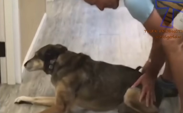 10 milijuna pregleda: Evo što se dogodi kad ljubimci shvate da idu veterinaru