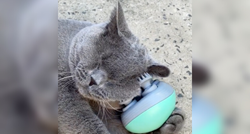 Vlasnik dao mački aparat za masažu, pogledajte što je napravila