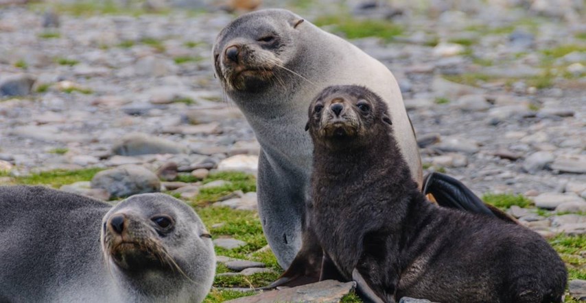 Na vulkanskom otoku sve više tuljana, znanstvenici ne znaju zašto