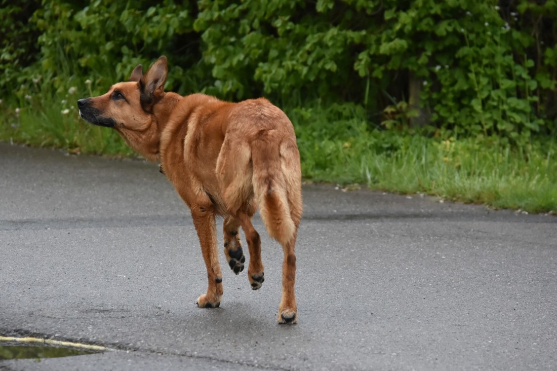 Izgubili ste psa ili mačku? Jedan potez mogao bi ih otjerati još dalje