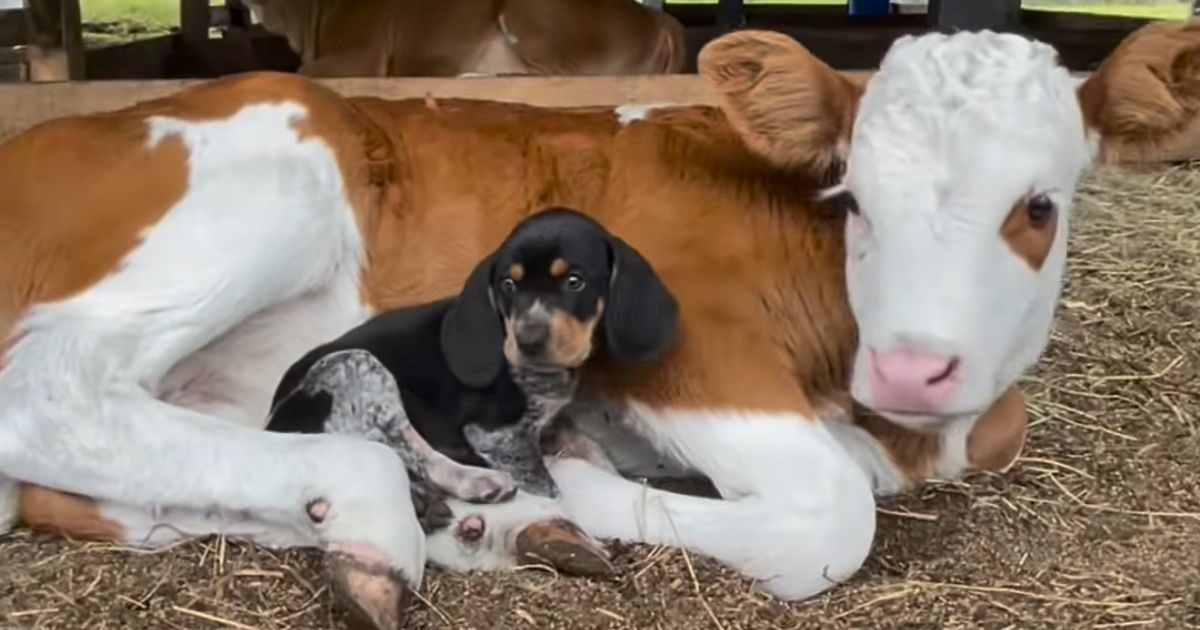 Tele i psić su najbolji prijatelji, video njihovog druženja topi srca