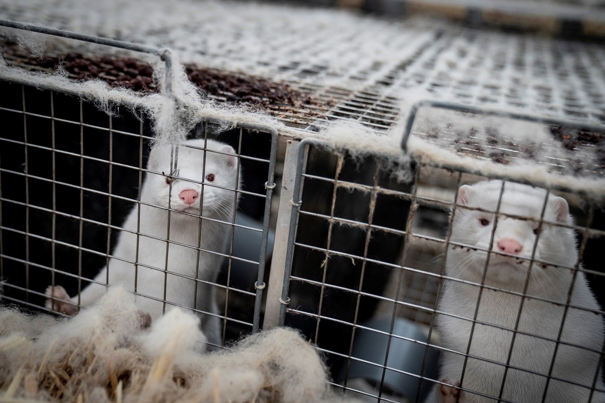 Koronavirus otkriven i na farmi nerčeva u Poljskoj