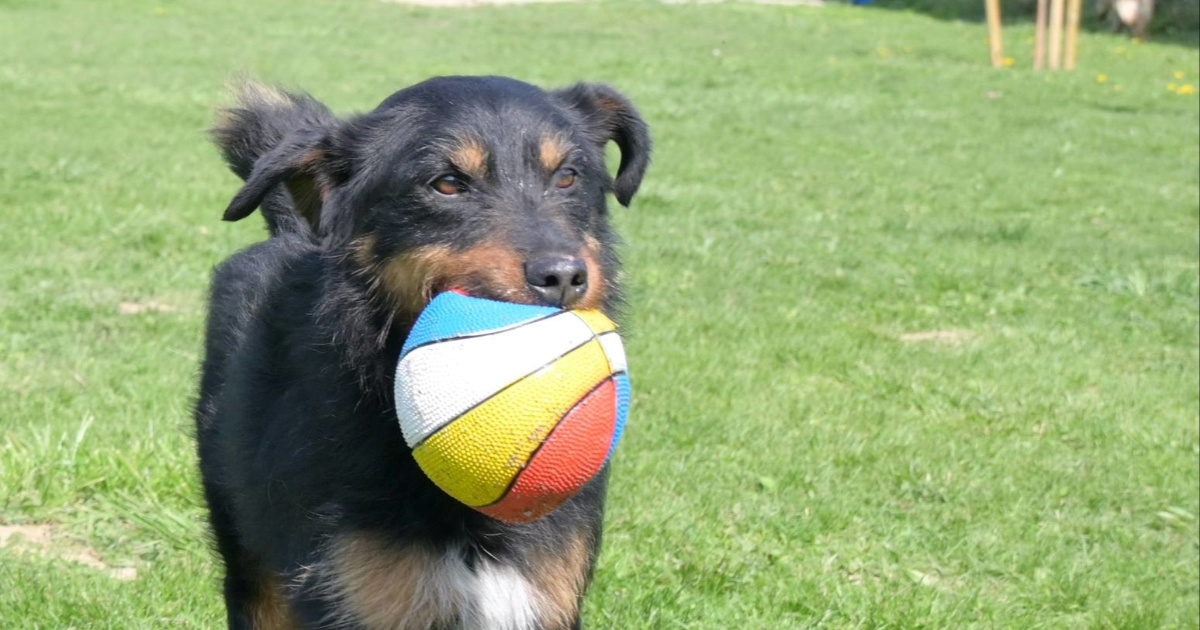 Campi je već četiri godine u skloništu. Vrijeme je da pronađe svoj zauvijek dom